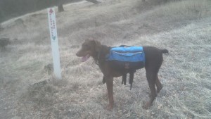 Penny Hiking the Piety Hill Loop