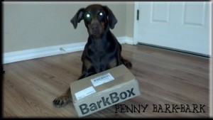 March 2014 Large Dog BarkBox