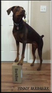 BarkBox - April 2014 - Large Dog 